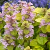 Feathered Friends™ 'Flashy Flamingo' Bugleweed