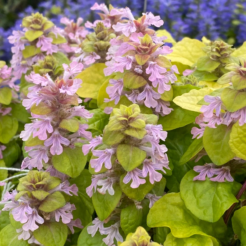 Feathered Friends™ 'Flashy Flamingo' Bugleweed 1 Feathered Friends™ 'Flashy Flamingo' Bugleweed