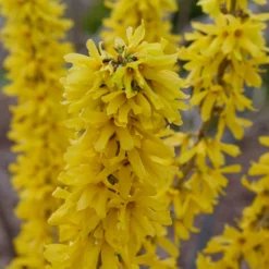Show Off® Sugar Baby® Forsythia -Great Garden Plants Shop ForsythiaShowOffSugarBabyP1037783 800x800 2a1cecd
