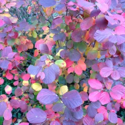 Legend Of The Fall® Bottlebrush 9 Legend Of The Fall® Bottlebrush -Great Garden Plants Shop Fothergilla Legend of the Fall 4 P