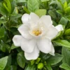 Pillow Talk® Gardenia