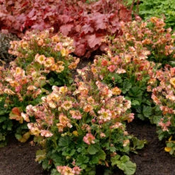 Pretticoats™ Peach Geum 7 Pretticoats™ Peach Geum -Great Garden Plants Shop Geum Pretticoats Peach 4