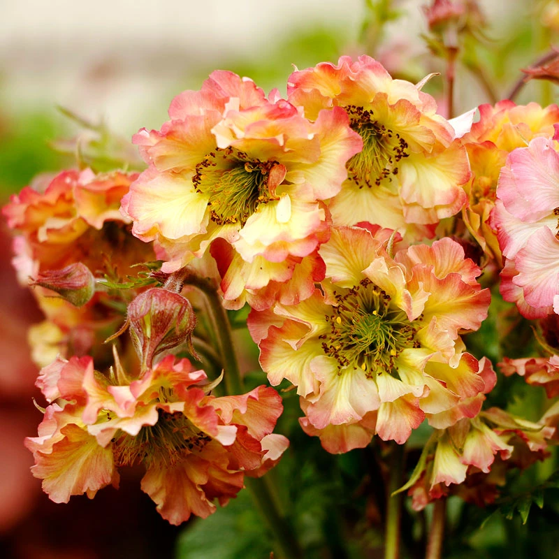 Pretticoats™ Peach Geum 3 Pretticoats™ Peach Geum - Image 3