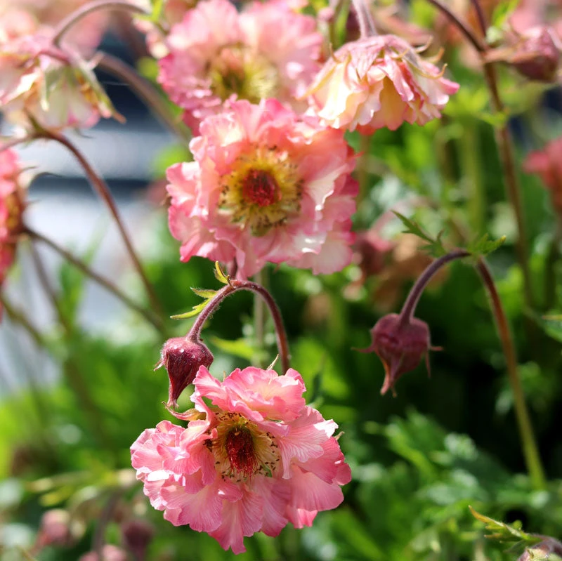 Pretticoats™ Peach Geum 1 Pretticoats™ Peach Geum