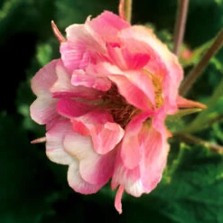 Tempo™ Rose Geum -Great Garden Plants Shop Geum Tempo Rose 5