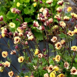 Tempo™ Yellow Geum -Great Garden Plants Shop Geum Tempo Yellow 1 sq