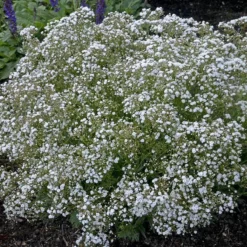 Festival Star® Baby's Breath -Great Garden Plants Shop Gypsophila Festival Star 2 P sw