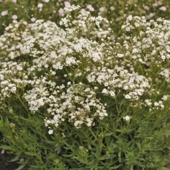Festival Star® Baby's Breath -Great Garden Plants Shop Gypsophila Festival Star 4 P sw
