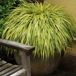 'Aureola' Japanese Forest Grass