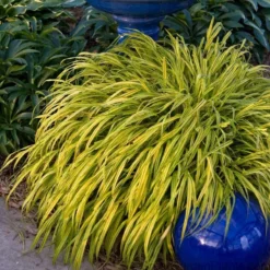 'Aureola' Japanese Forest Grass -Great Garden Plants Shop HAKAU1Q 3 b6728e52 76fa 4e66 bb1e 47eec76c45b9