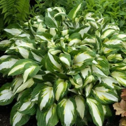 'Vulcan' Hosta -Great Garden Plants Shop HOSVU1Q 1