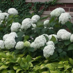 'Annabelle' Smooth Hydrangea 6 'Annabelle' Smooth Hydrangea -Great Garden Plants Shop HYDAN2Q 3 92ce70b0 bc0b 493b 8557 222132210705 sw