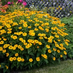 'Tuscan Sun' False Sunflower -Great Garden Plants Shop Heliopsis Tuscan Sun 4 P