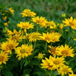 Tuscan Gold™ False Sunflower 8 Tuscan Gold™ False Sunflower -Great Garden Plants Shop Heliopsis Tuscan Gold 2 P