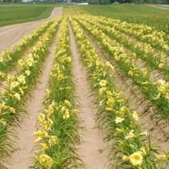 Rainbow Rhythm® 'Going Bananas' Daylily -Great Garden Plants Shop Hemerocallis Going Bananas 1 P
