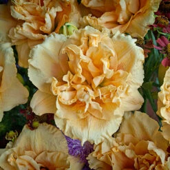 Rainbow Rhythm® 'Siloam Peony Display' Daylily