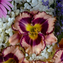 Rainbow Rhythm® 'Sound Of My Heart' Daylily -Great Garden Plants Shop Hemerocallis Sound of My Heart 1 P