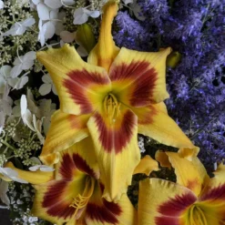 Rainbow Rhythm® 'Tiger Swirl' Daylily -Great Garden Plants Shop Hemerocallis Tiger Swirl 1 P sw