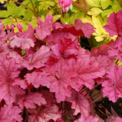 'Berry Smoothie' Coral Bells -Great Garden Plants Shop Heuchera Berry Smoothie 3
