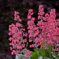 Dolce® 'Spearmint' Coral Bells -Great Garden Plants Shop Heuchera Dolce Spearmint 1 P