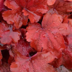 'Fire Alarm' Coral Bells -Great Garden Plants Shop Heuchera Fire Alarm 3 P sw