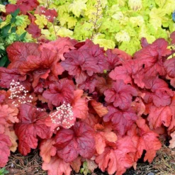 'Fire Alarm' Coral Bells -Great Garden Plants Shop Heuchera Fire Alarm 6 P sw