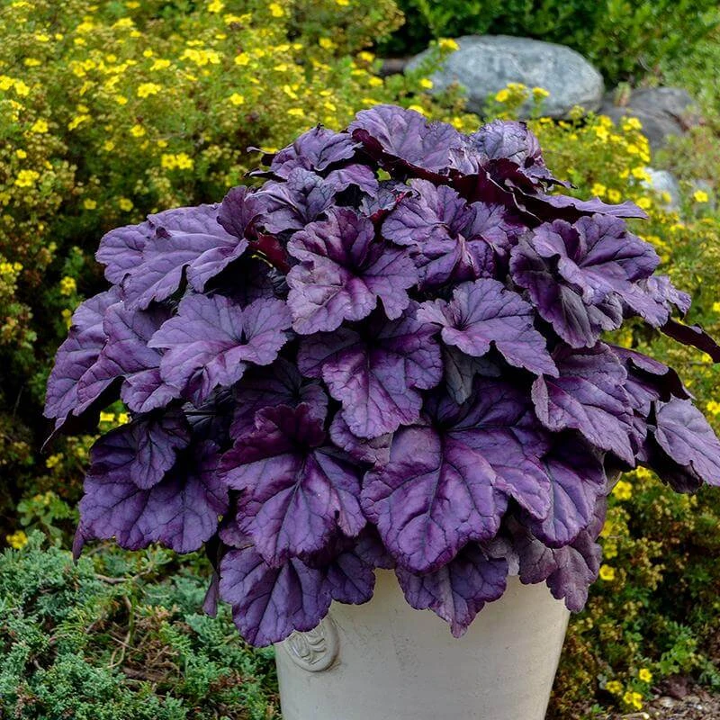 Dolce® 'Wildberry' Coral Bells 2 Dolce® 'Wildberry' Coral Bells - Image 2