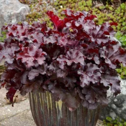 Dolce® 'Cherry Truffles' Coral Bells -Great Garden Plants Shop Heuchera Cherry Truffles 2 P sw