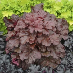 Primo® 'Mahogany Monster' Coral Bells