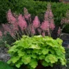 Primo® 'Pretty Pistachio' Coral Bells