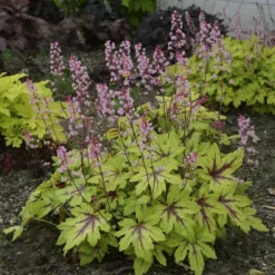Fun And Games® 'Eye Spy' Foamy Bells -Great Garden Plants Shop Heucherella Eye Spy 3 P sw