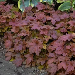 Fun And Games® 'Hopscotch' Foamy Bells -Great Garden Plants Shop Heucherella Hopscotch 3 P sw