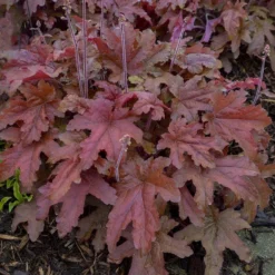 Fun And Games® 'Red Rover' Foamy Bells -Great Garden Plants Shop Heucherella Red Rover 2 P sw