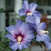 Azurri Blue Satin® Rose Of Sharon