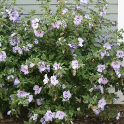 Azurri Blue Satin® Rose Of Sharon 6 Azurri Blue Satin® Rose Of Sharon -Great Garden Plants Shop Hibiscus Azurri Blue Satin 3 P 0606f6d2 6998 4f8a 9b0b 871820dea8a7 sw