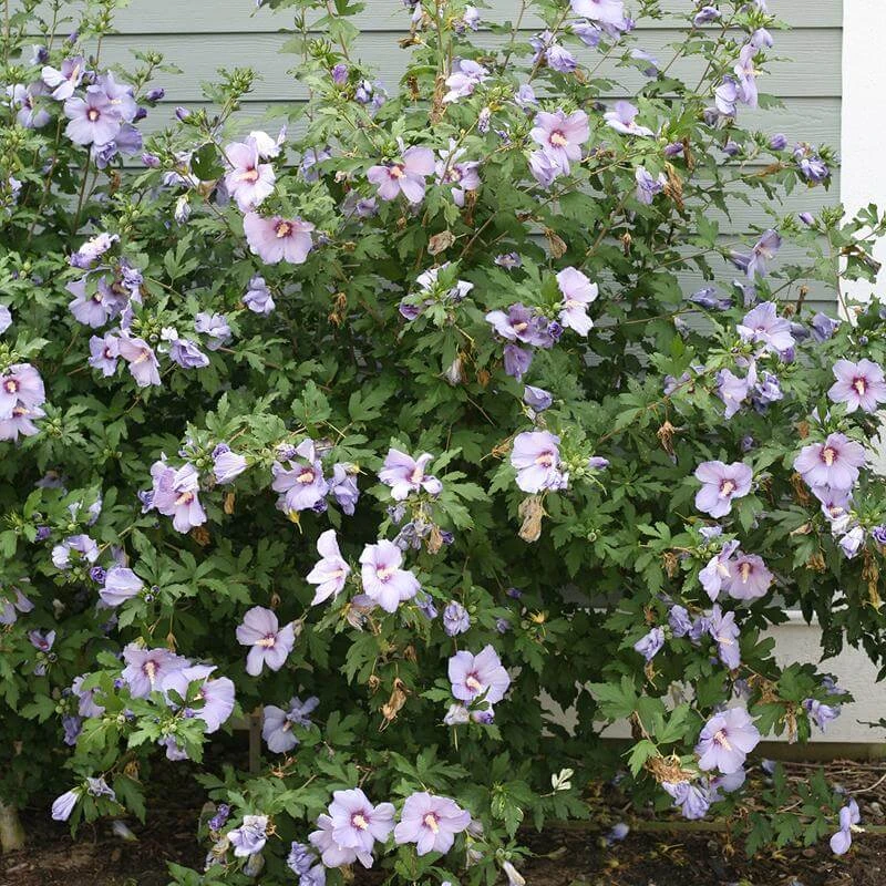 Azurri Blue Satin® Rose Of Sharon 3 Azurri Blue Satin® Rose Of Sharon - Image 3