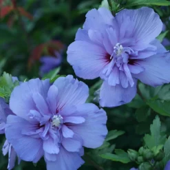 Blue Chiffon® Rose Of Sharon -Great Garden Plants Shop Hibiscus Blue Chiffon 3 P 1894c01e 5a60 49a2 9add a39d29ea2741 sw