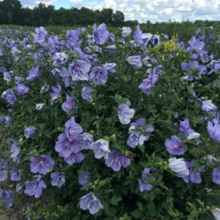 Blue Chiffon® Rose Of Sharon -Great Garden Plants Shop Hibiscus Blue Chiffon 4 P 99a950d6 76a0 4bac bce5 2a964bca78bc sw
