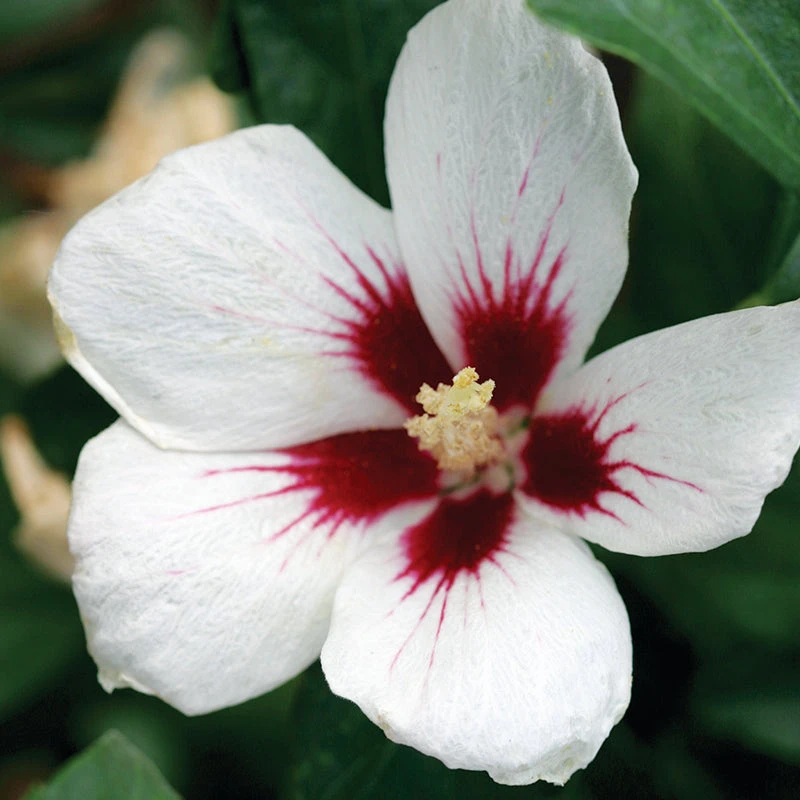 Lil' Kim® Rose Of Sharon 1 Lil' Kim® Rose Of Sharon