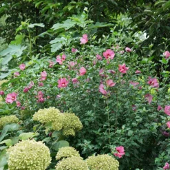 Lil' Kim® Red Rose Of Sharon -Great Garden Plants Shop Hibiscus Lil Kim Red 4