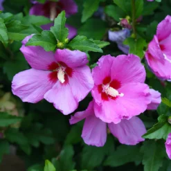 Lil' Kim® Violet Rose Of Sharon