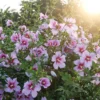 Orchid Satin® Rose Of Sharon