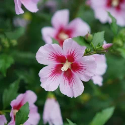 Orchid Satin® Rose Of Sharon -Great Garden Plants Shop Hibiscus Orchid Satin 3