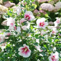 Paraplu Pink InkĀ® Rose Of Sharon