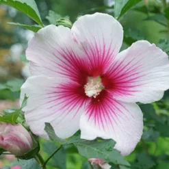 Paraplu Pink Ink® Rose Of Sharon 8 Paraplu Pink Ink® Rose Of Sharon -Great Garden Plants Shop Hibiscus Paraplu Pink Ink 4