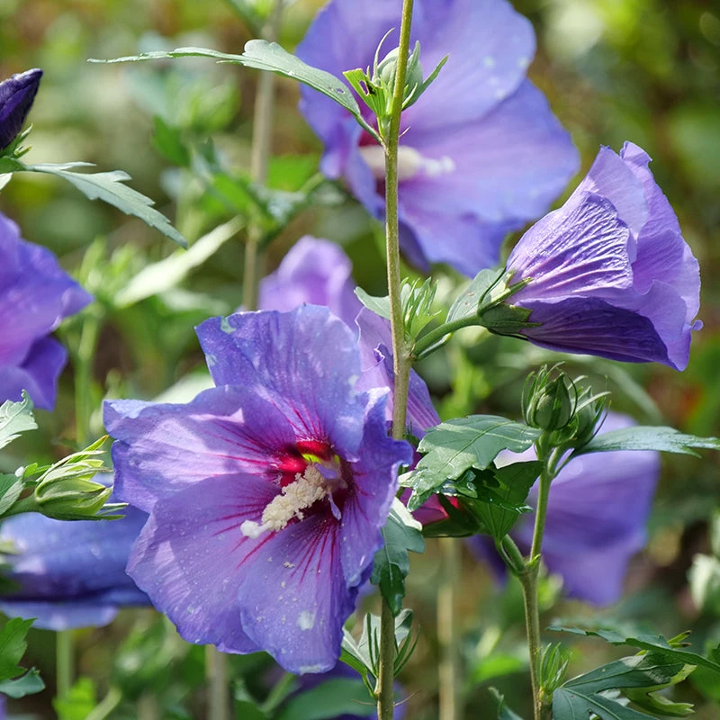 Paraplu Violet® Rose Of Sharon 1 Paraplu Violet® Rose Of Sharon