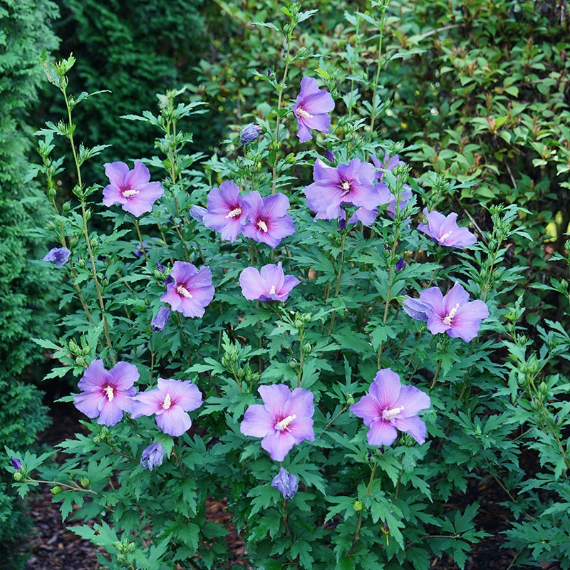 Paraplu Violet® Rose Of Sharon 2 Paraplu Violet® Rose Of Sharon - Image 2