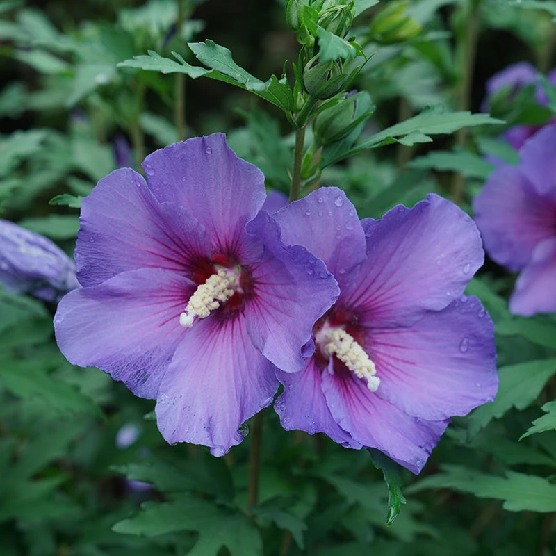 Paraplu Violet® Rose Of Sharon 3 Paraplu Violet® Rose Of Sharon - Image 3