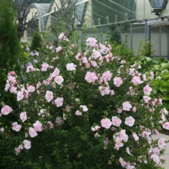 Pink Chiffon® Rose Of Sharon -Great Garden Plants Shop Hibiscus Pink Chiffon 2 P