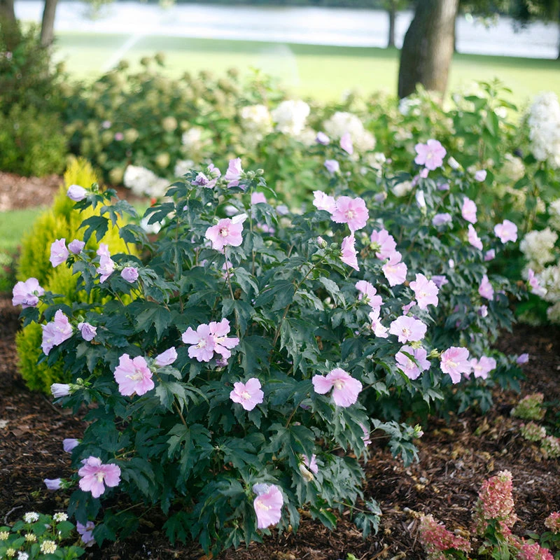 Pollypetite® Rose Of Sharon 1 Pollypetite® Rose Of Sharon